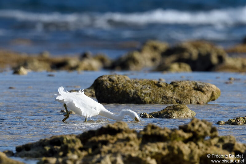 Aigrette sacrée, pêche/chasse