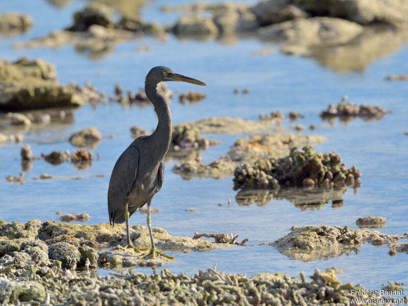 Pacific Reef Heron