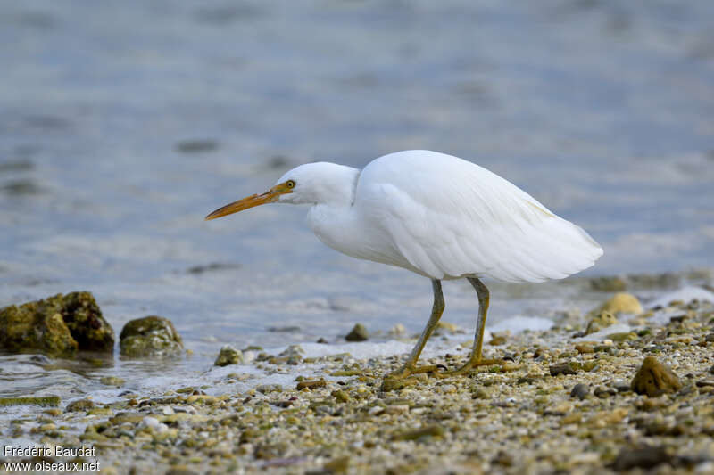 Pacific Reef Heronadult, identification