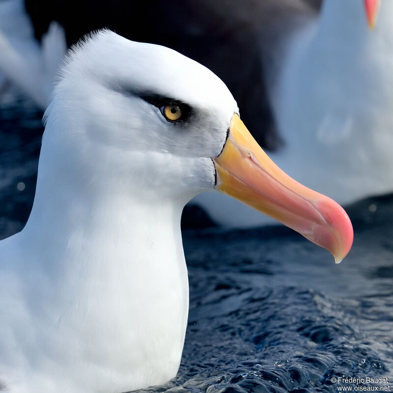 Campbell Albatrossadult, close-up portrait, swimming