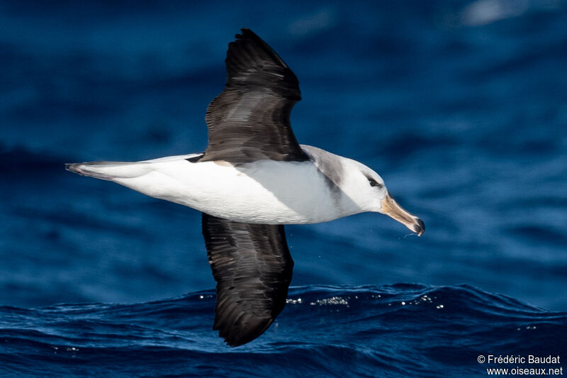 Campbell AlbatrossSecond year, Flight