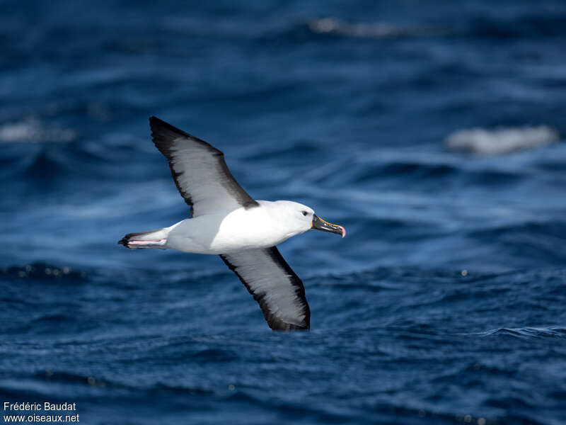 Indian Yellow-nosed Albatrossadult, identification