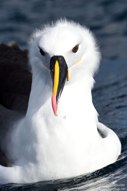 Indian Yellow-nosed Albatrossadult, close-up portrait, swimming