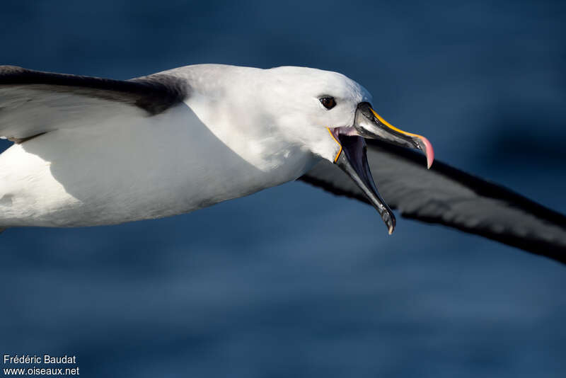 Albatros de l'océan indienadulte, portrait, Vol