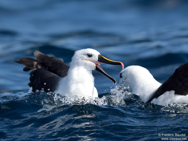 Indian Yellow-nosed Albatrossadult, swimming