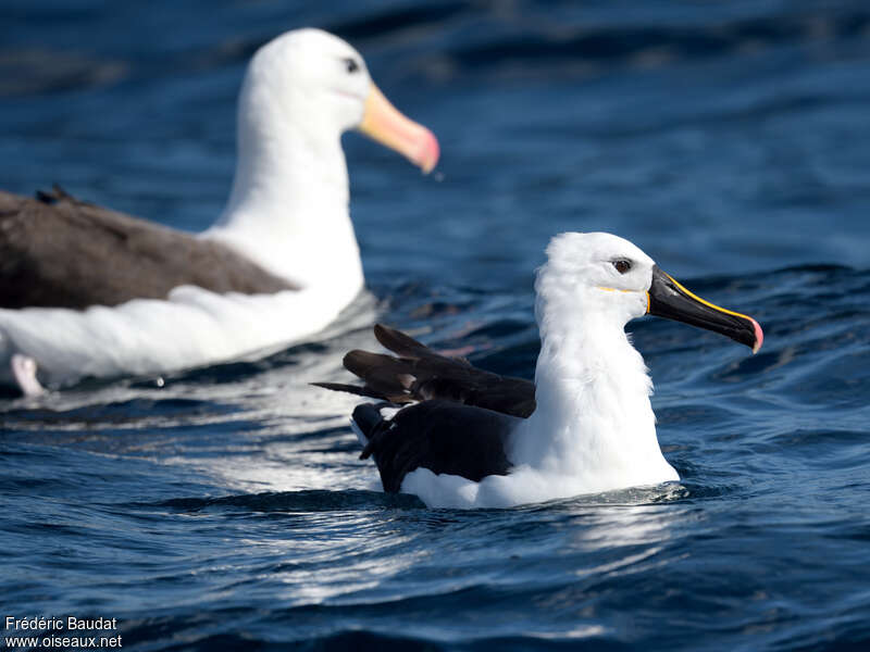 Indian Yellow-nosed Albatrossadult, close-up portrait, swimming