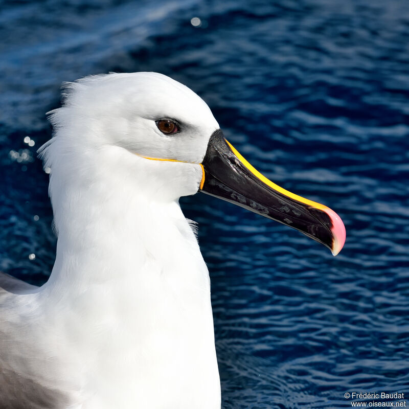 Albatros de l'océan indienadulte, portrait, nage