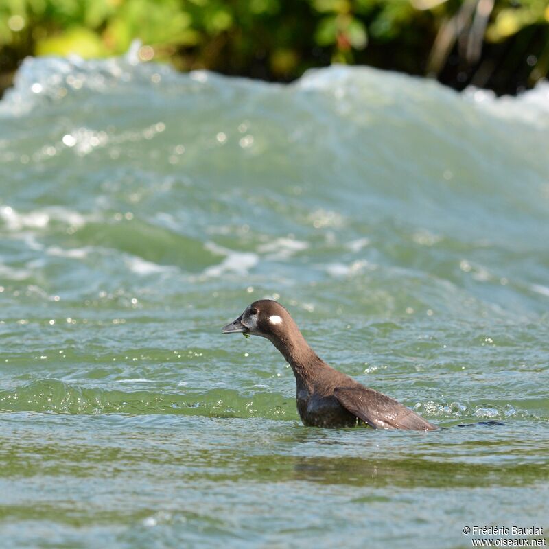 Arlequin plongeur, identification, nage