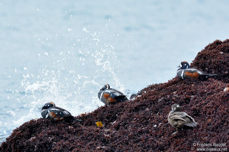 Harlequin Duckadult breeding