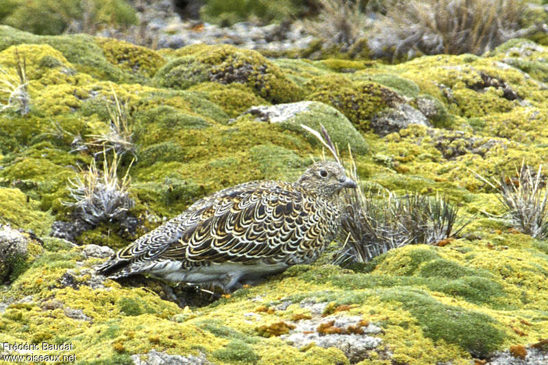 White-bellied Seedsnipeadult, identification, camouflage