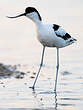 Avocette élégante