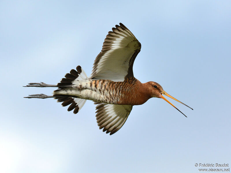 Black-tailed Godwitadult breeding, Flight