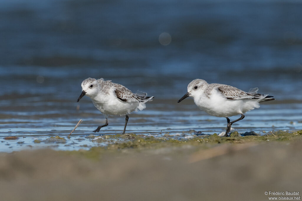 Bécasseau sanderling1ère année, marche