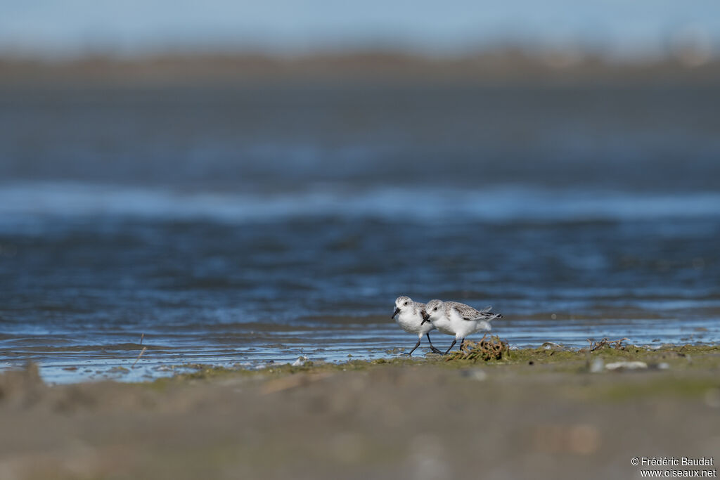 Bécasseau sanderling1ère année, marche