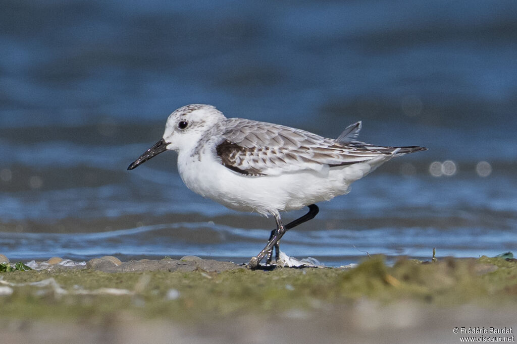 Bécasseau sanderling1ère année, marche