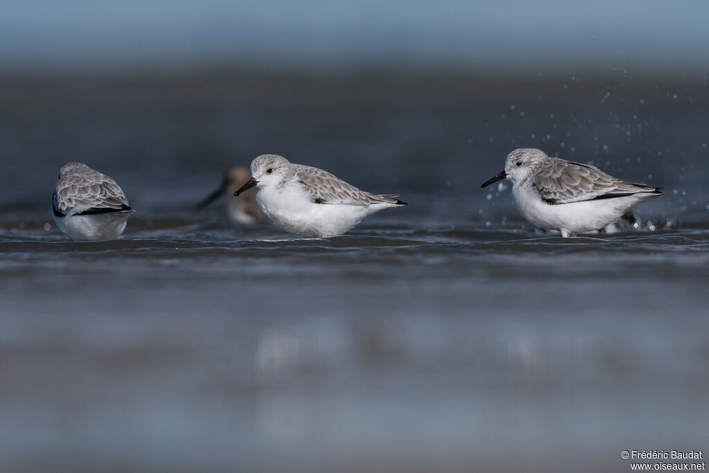 Bécasseau sanderlingadulte internuptial