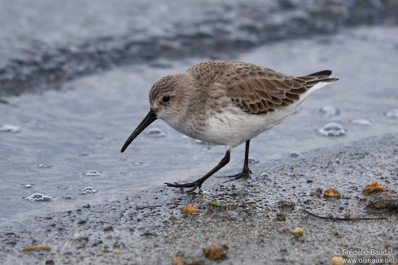 Bécasseau variable