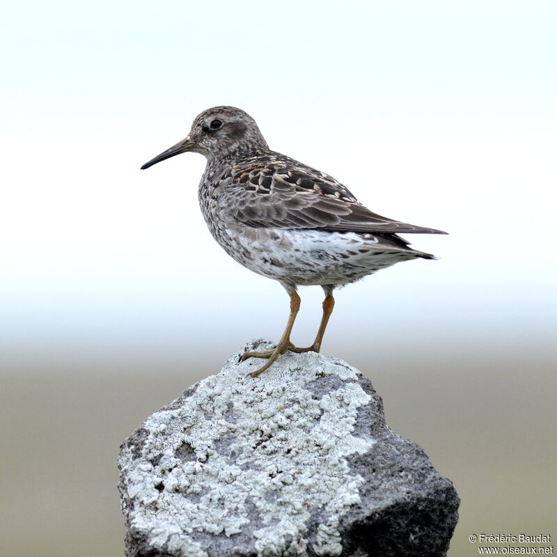 Purple Sandpiperadult breeding