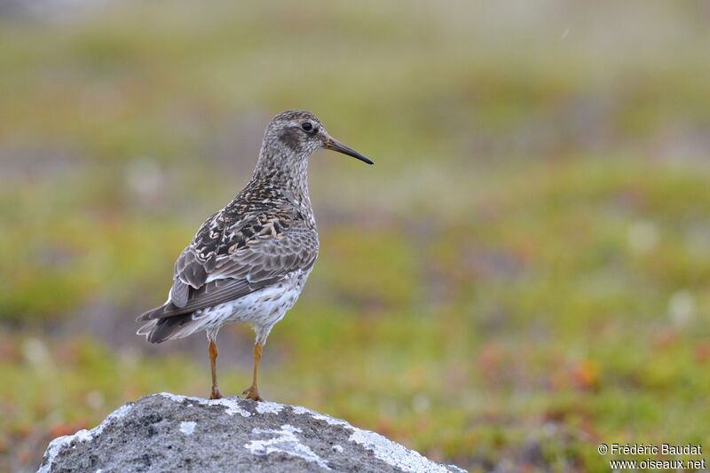 Purple Sandpiperadult breeding