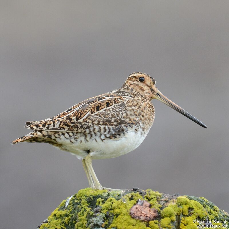 Common Snipe