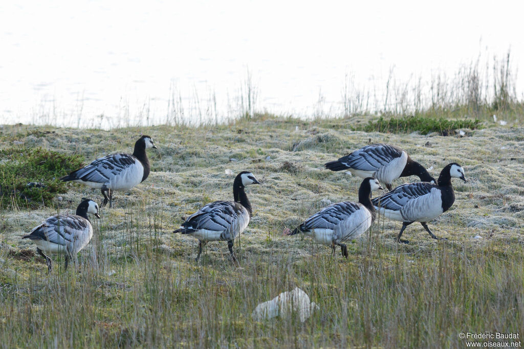 Bernache nonnetteadulte, marche