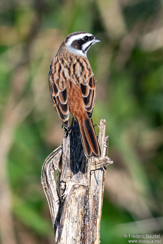 Meadow Bunting male adult breeding