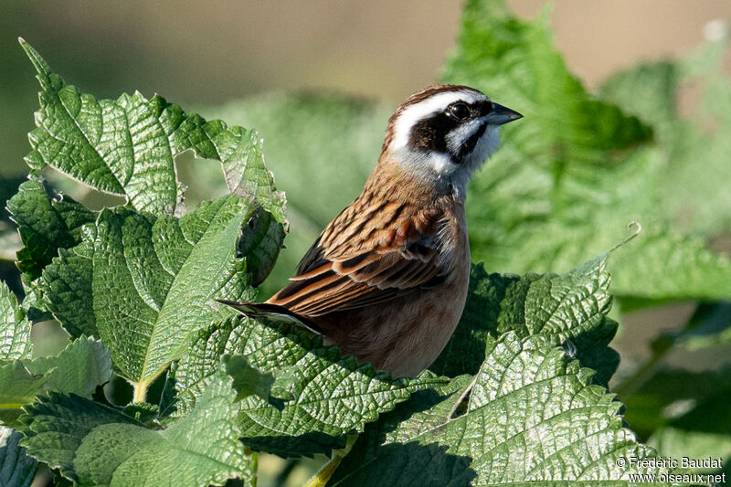 Meadow Bunting male adult breeding, close-up portrait