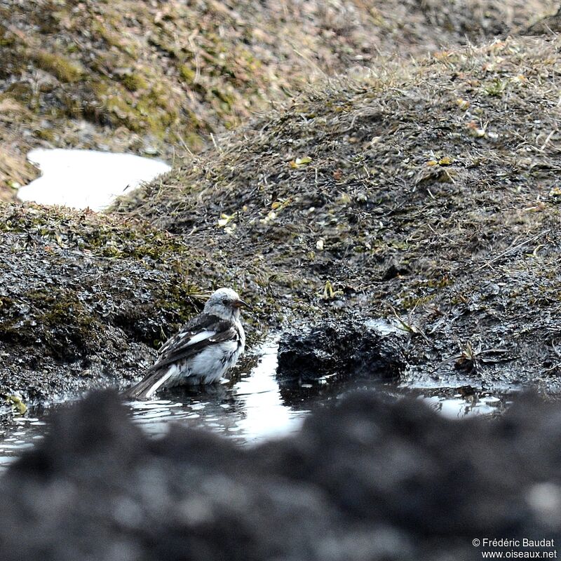 Snow Bunting male adult breeding, Behaviour