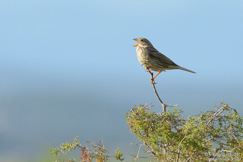 Corn Bunting male adult, song