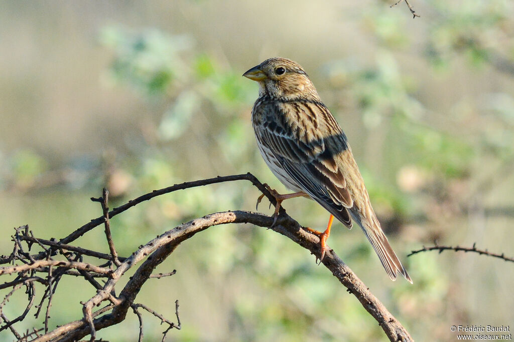 Corn Bunting