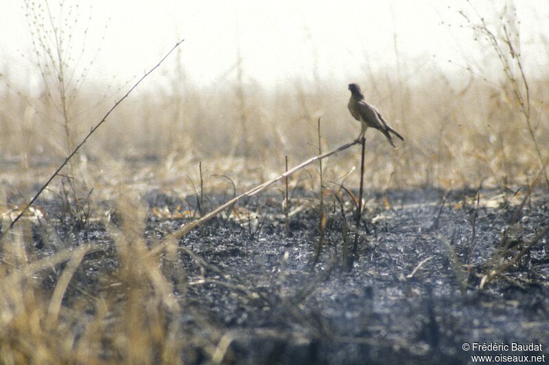 Grasshopper Buzzard, habitat