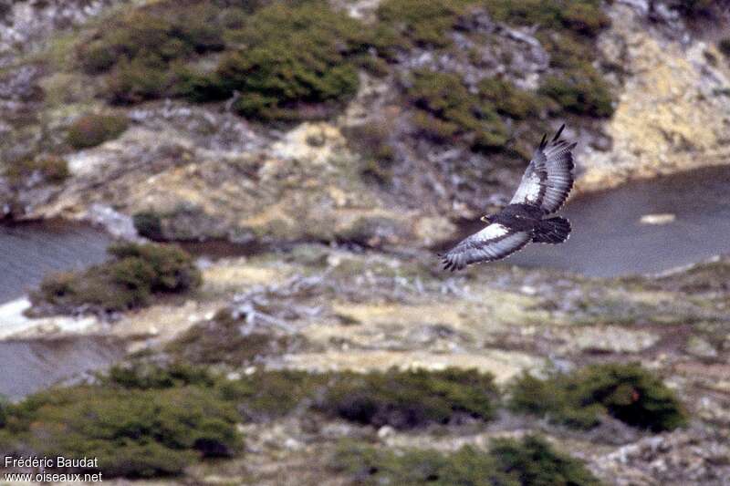 Black-chested Buzzard-Eagleadult, pigmentation, Flight