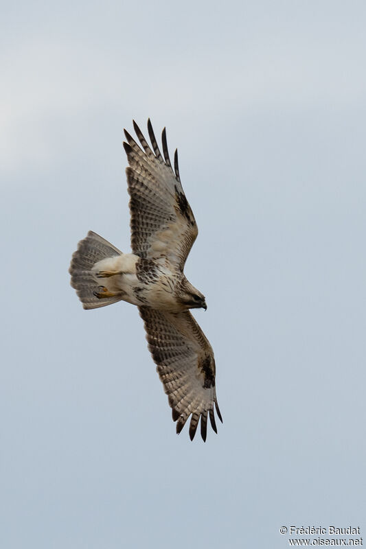 Eastern Buzzard, Flight