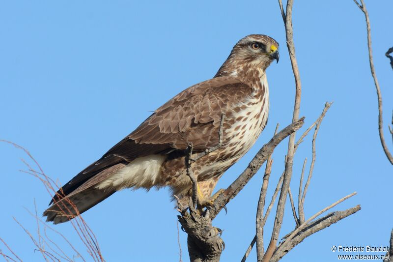 Buse variable