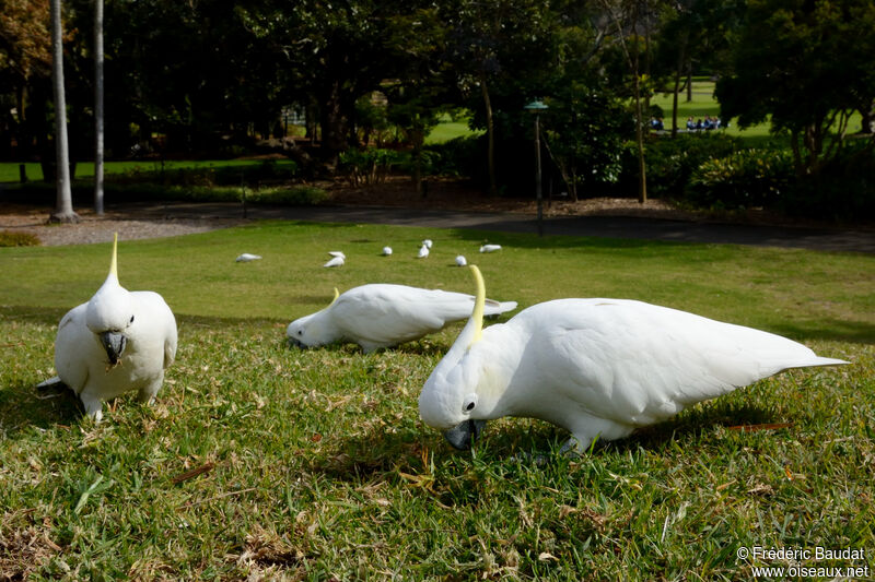 Cacatoès à huppe jauneadulte, mange