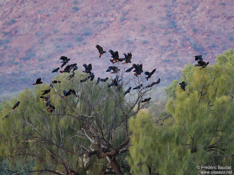 Red-tailed Black Cockatoo, Flight