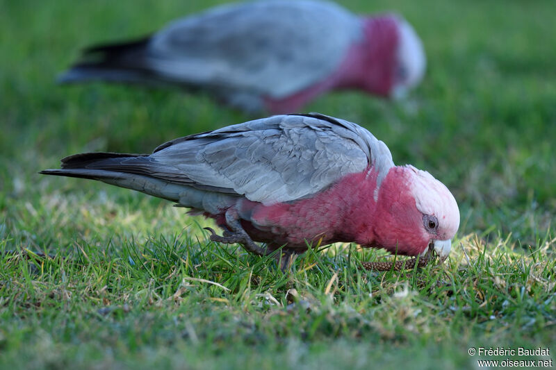 Cacatoès rosalbinadulte, mange