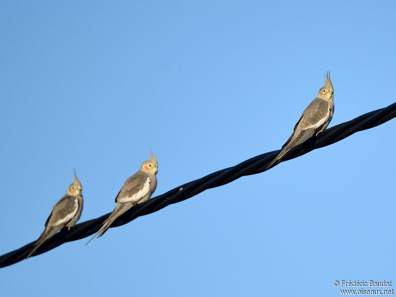 Cockatieladult