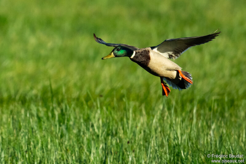 Canard colvert mâle adulte nuptial, Vol