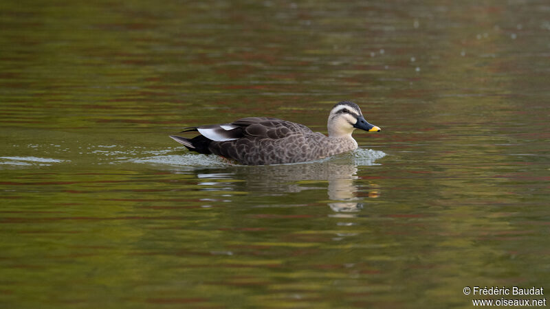 Eastern Spot-billed Duck, swimming