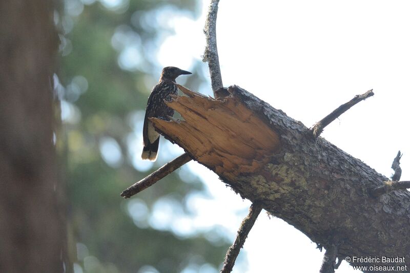 Northern Nutcrackeradult, identification