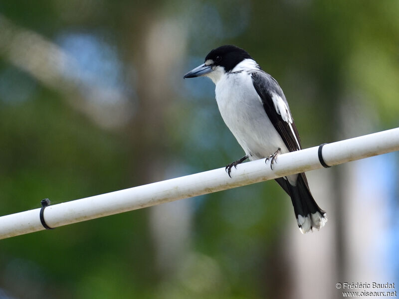 Grey Butcherbird male adult