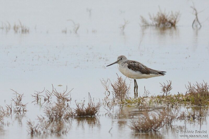 Common Greenshank, identification