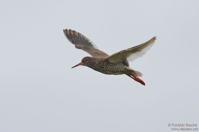 Common Redshankadult breeding, Flight