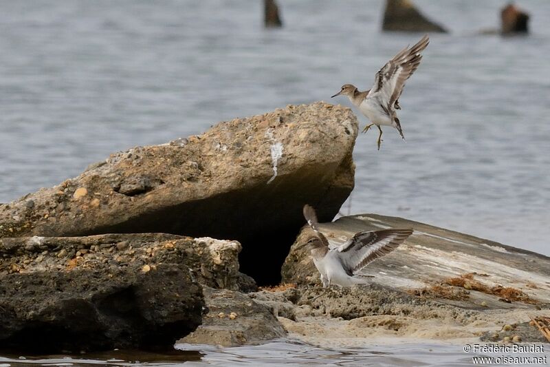 Common Sandpiper, Flight