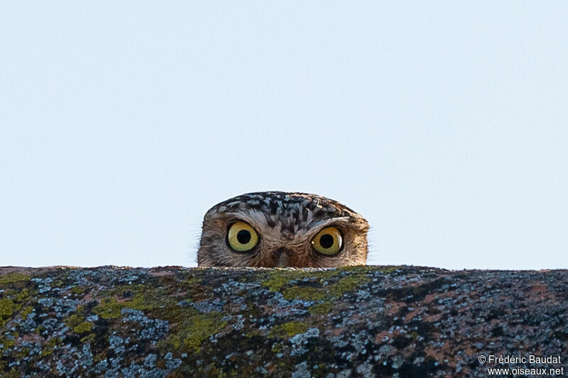 Chevêche d'Athénaadulte, portrait