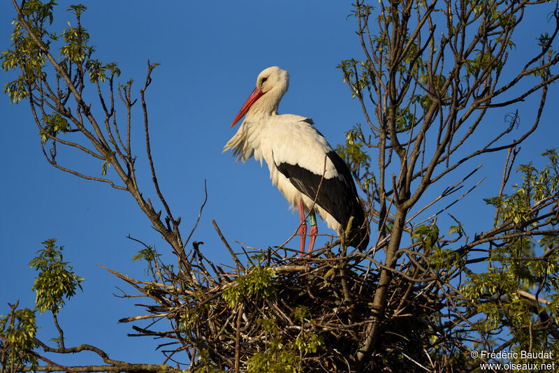 Cigogne blancheadulte, Nidification