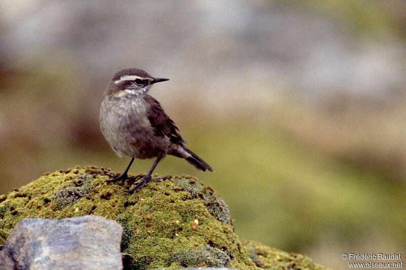 Buff-winged Cinclodes