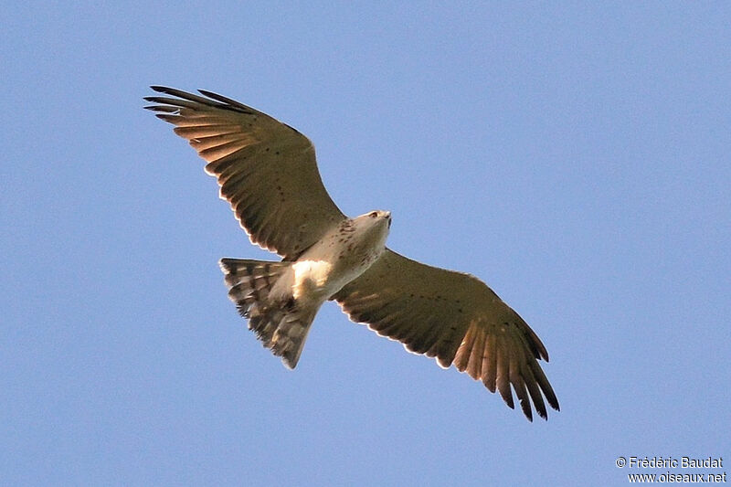 Short-toed Snake EagleThird  year, moulting, Flight