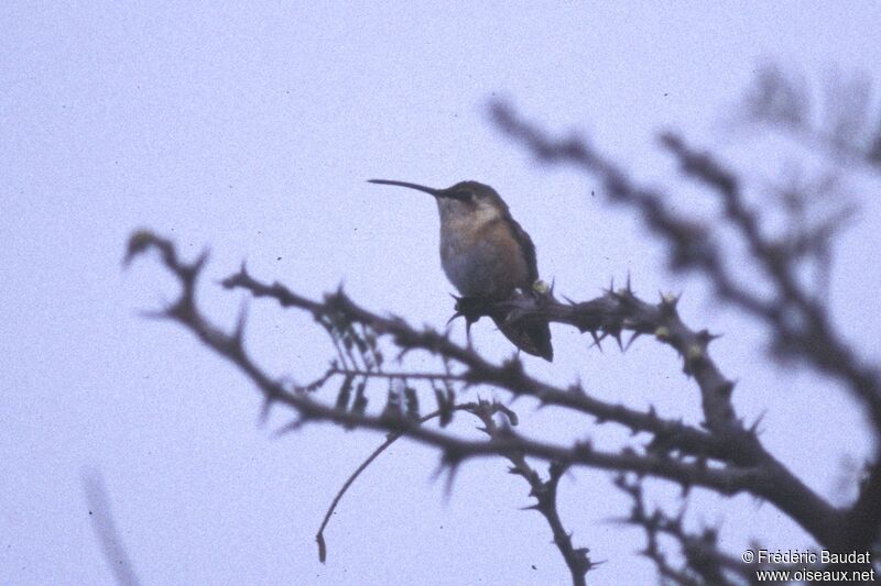 Beautiful Sheartail female